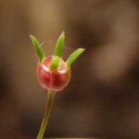 Oldenlandia herbacea (L.) Roxb.